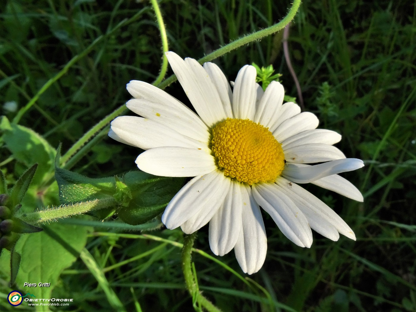 10 Leucanthemum vulgare (Margherita comune)) .JPG